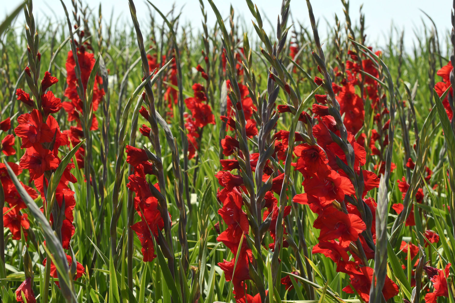 072319 Gladiolas weather 07.jpg